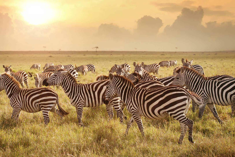 أروشا: رحلة سفاري لمدة 4 أيام في نجورونجورو وتارانجير وسيرينجيتي