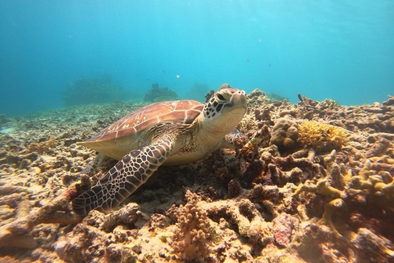Oseana:Praivate Schnorchelausflug Erforsche das wunderschöne Gili MeerEntdecke die Schönheit der Unterwasserwelt: Schnorchelabenteuer auf den Gili