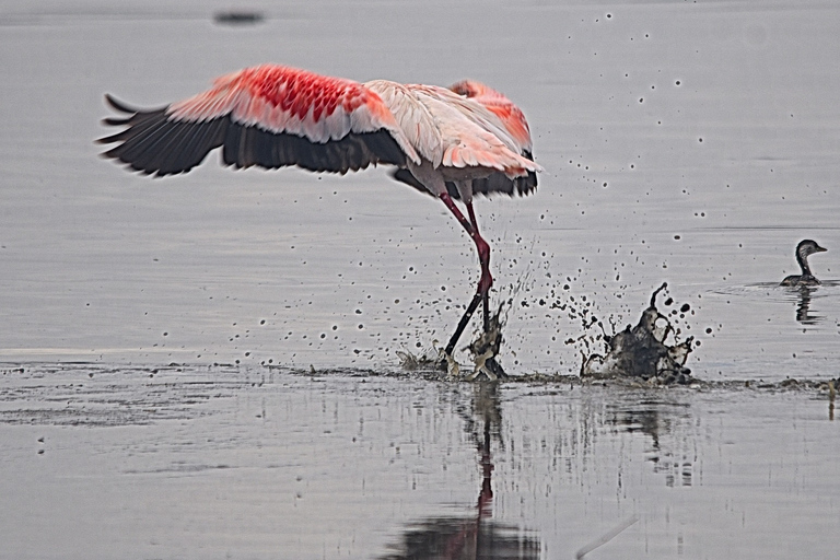 Safari económico de 6 días en Kenia