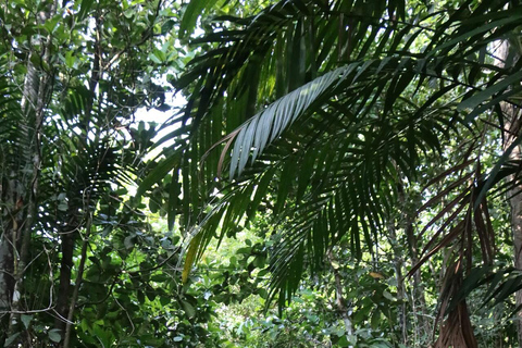 Krabi (Krabi) Klong Root (Kristallsjön) KajakpaddlingMorgonsession - kl. 8.15.