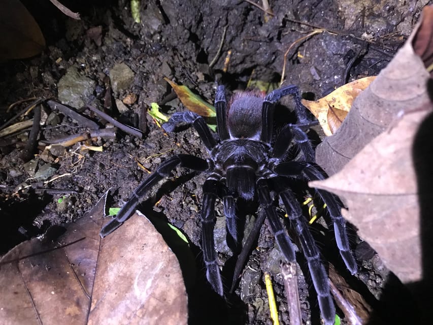 Manuel Antonio Jungle Night Tour GetYourGuide