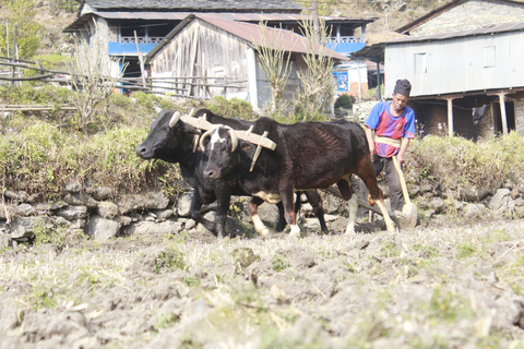 De Katmandu: Trekking de 13 dias na colina Poon e no acampamento base do AnnapurnaDe Katmandu: 13 dias de caminhada na Colina Poon e no acampamento base do Annapurna