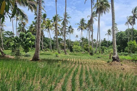 Zanzíbar: visita a una plantación de cocoteros y paseo en barco al atardecer