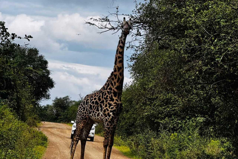 Nairobi National Park Safari Game Drive in a 4x4 Nairobi: National Park 5 Hours Safari in a Shared 4x4 Jeep