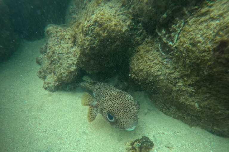 Mirissa: Night Snorkeling Adventure with Coral Reef & Fishes Mirissa: Night Snorkeling Adventure with Local Guide