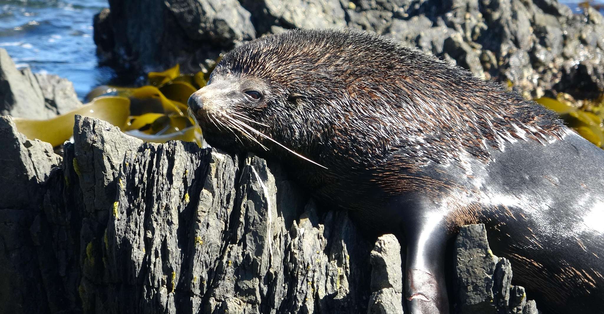 Wellington, Half Day Seal Coast Safari - Housity