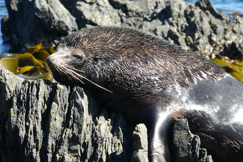 Wellington: Half Day Seal Coast Safari