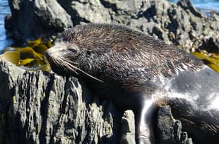Wellington: Halbtägige Robbenküsten-Safari
