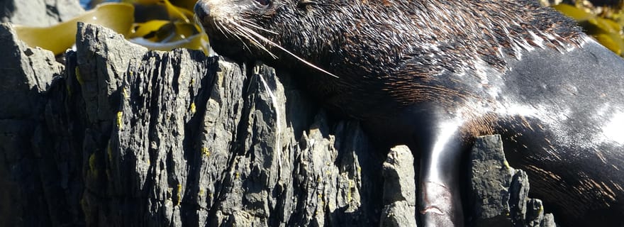 Wellington : Safari d'une demi-journée sur la côte des phoques