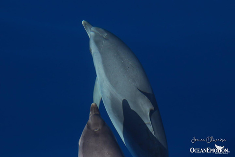 Nager avec les dauphins sur l&#039;île de Terceira