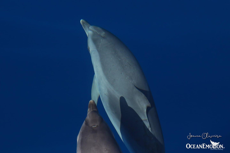 Nadar con delfines en la isla Terceira