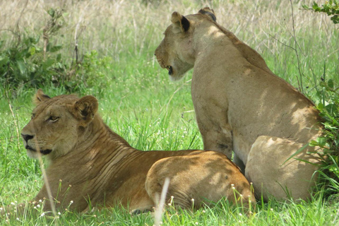 Mikumi National Park Tagestour von Sansibar aus