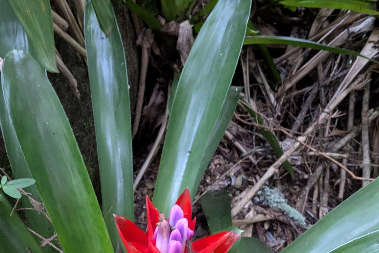 Rio de Janeiro ou São Paulo : circuit de 3 jours dans le parc national d'Itatiaia