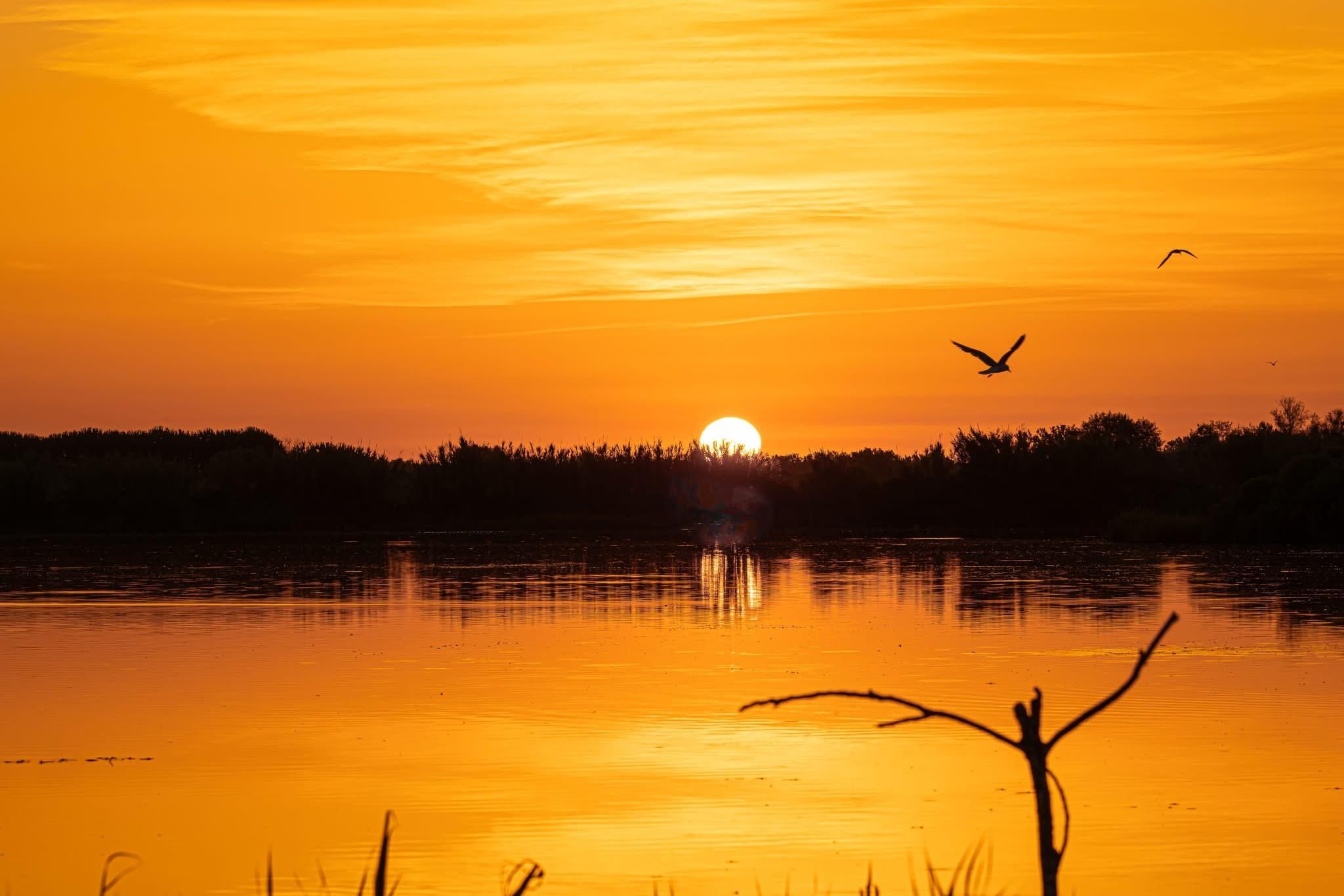 Camargue: Spezialangebot für Fotografen: Pferde und Vögel bei Sonnenaufgang/Sonnenuntergang