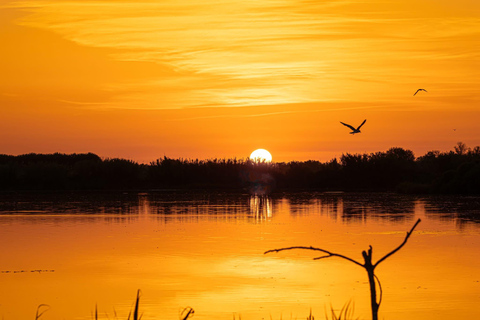 Camargue: Special sunrise/sunset photography session with horses and birds Camargue: special sunrise photographer, horses, and birds
