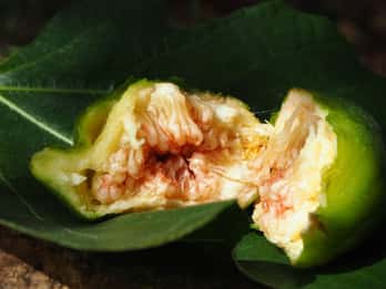 Cisternino: reis tussen de fruitbomen