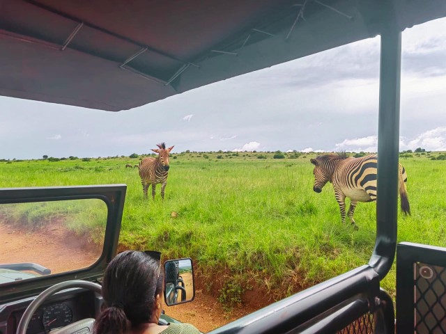 Visit From Johannesburg Rhino & Lion Safari and Wonder Cave Tour in Johannesburg