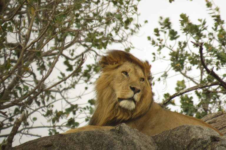 Explore a Day Trip To Tarangire National Park Experience Day Trip To Tarangire National Park