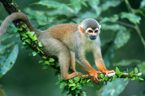 4-dagars äventyr i Amazonas djungel