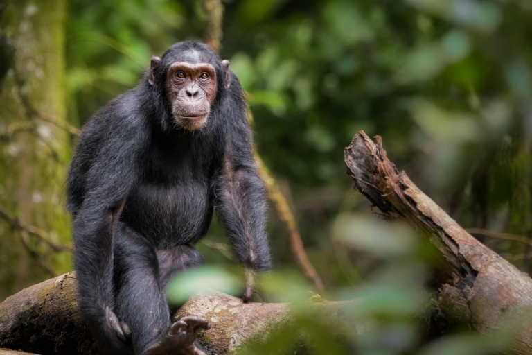 Uganda: 4 Tage Schimpansen-Trekking im Kibale-Nationalpark