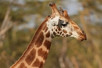 Voyage du parc national du lac Nakuru à 2 jours - Housity