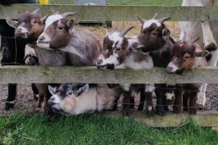 York: Beetle Bank Open Farm Entry Ticket