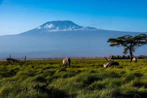 Nairobi: 3-Day honeymoon safari to Amboseli National Park Overnight Private to Amboseli National Park