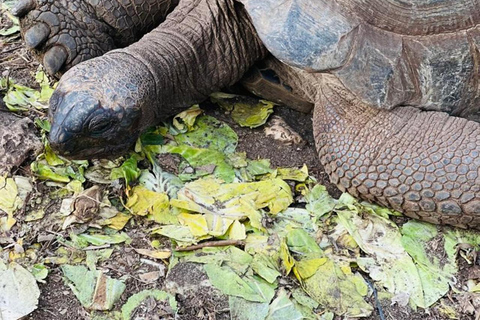 Zanzibar: Wycieczka piesza po Kamiennym Mieście + Wyspa Więzienna i przyprawy