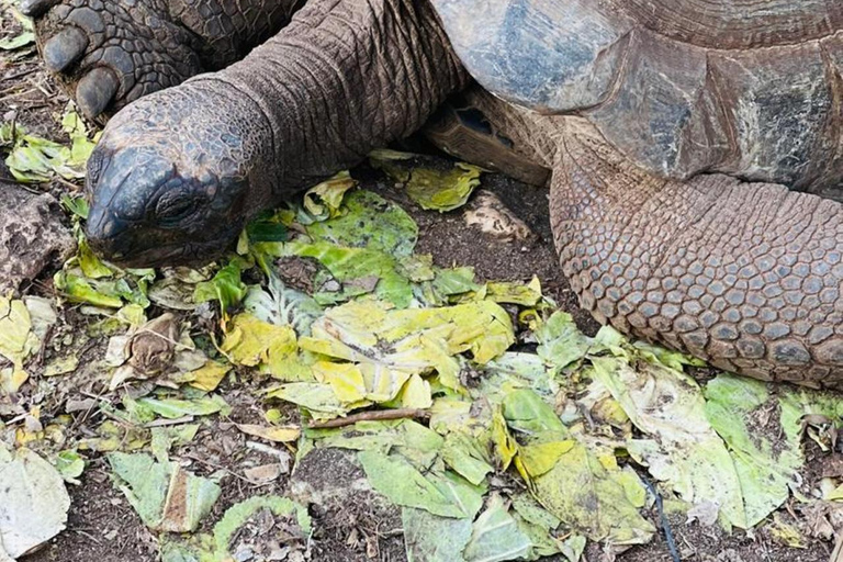 Zanzibar: Wycieczka piesza po Kamiennym Mieście + Wyspa Więzienna i przyprawy
