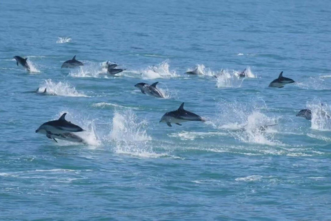Pick up From Christchurch: Kaikoura Whale Watching Cruise