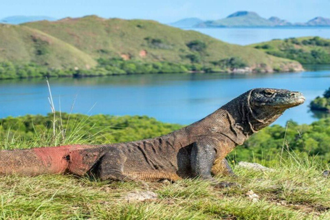 Labuan Bajo: Private Komodo &amp; Island-Hop Yacht w/ SnorkelMorning Private Yacht Tour (07:00–11:30) – Max 6 Guests