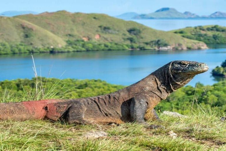 Labuan Bajo: Private Komodo &amp; Island-Hop Yacht w/ SnorkelMorning Private Yacht Tour (07:00–11:30) – Max 6 Guests
