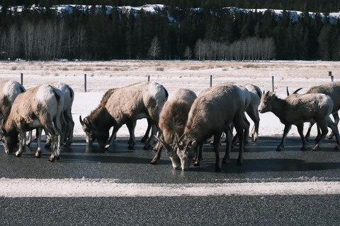Banff: Grizzly Bear & Nature Walk & Hidden Gem Sunset Tour