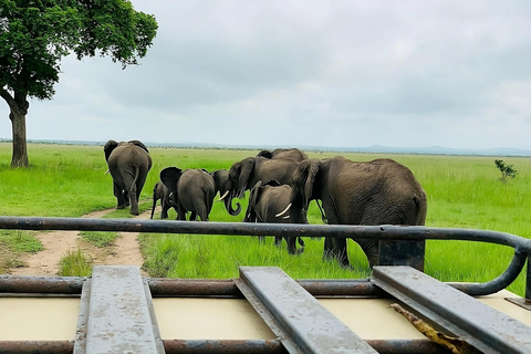 8days Serengeti np,ngorongoro conservation area,tarangaire Serengeti np,ngorongoro conservation area and tarangaire np