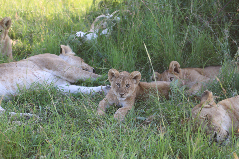 From Nairobi: 4-Day Maasai Mara Safari with Flight Back From Nairobi: 4-Day Maasai Mara Safari with Flight Back