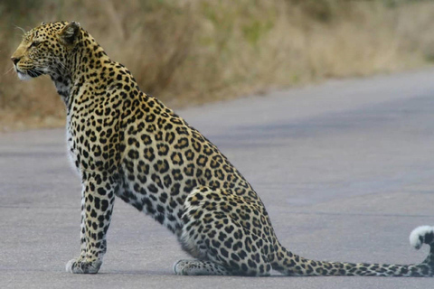 Tanzania: aventura de 5 días con safari para ver los cinco grandesEL MEJOR SAFARI DE LOS CINCO GRANDES EN TANZANIA