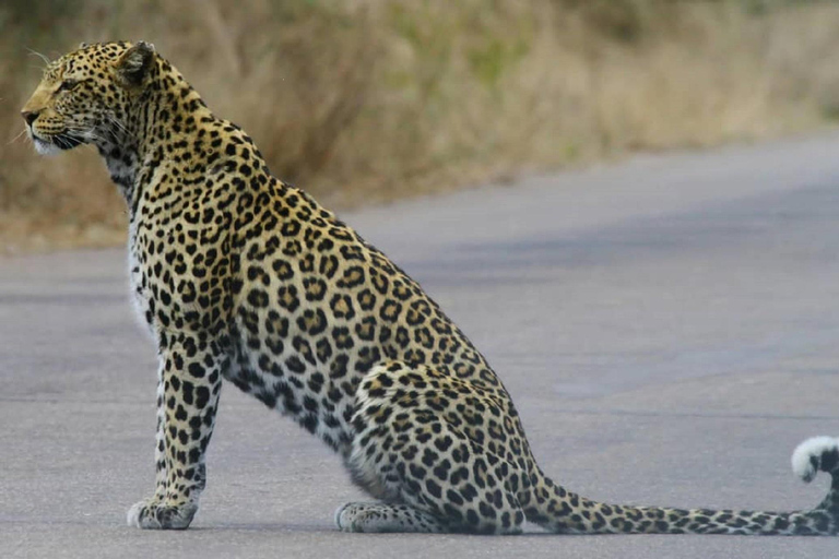 Tanzania: aventura de 5 días con safari para ver los cinco grandesEL MEJOR SAFARI DE LOS CINCO GRANDES EN TANZANIA