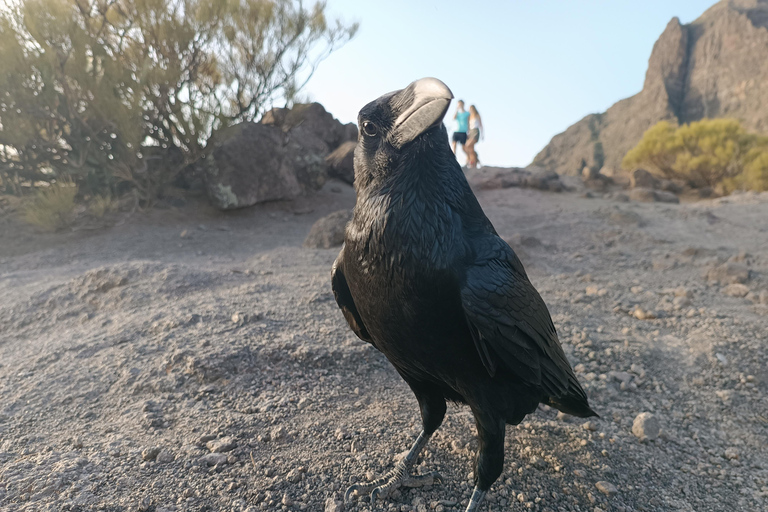 Teneryfa: ekskluzywna wycieczka Teide-Masca-Garachico