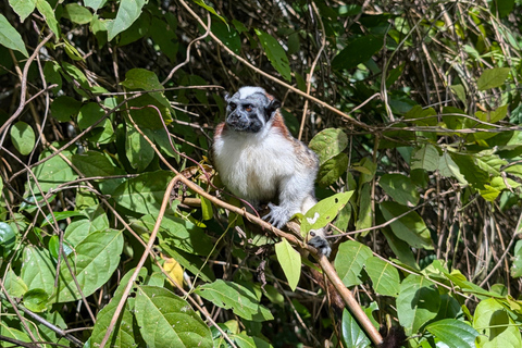 Panama City: Małpia Wyspa i rejs wycieczkowy po jeziorze Gatun