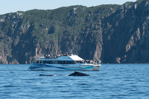Port Stephens: 2.5-Hour Whale Watching & Outer Island Cruise Whale Watching Cruise