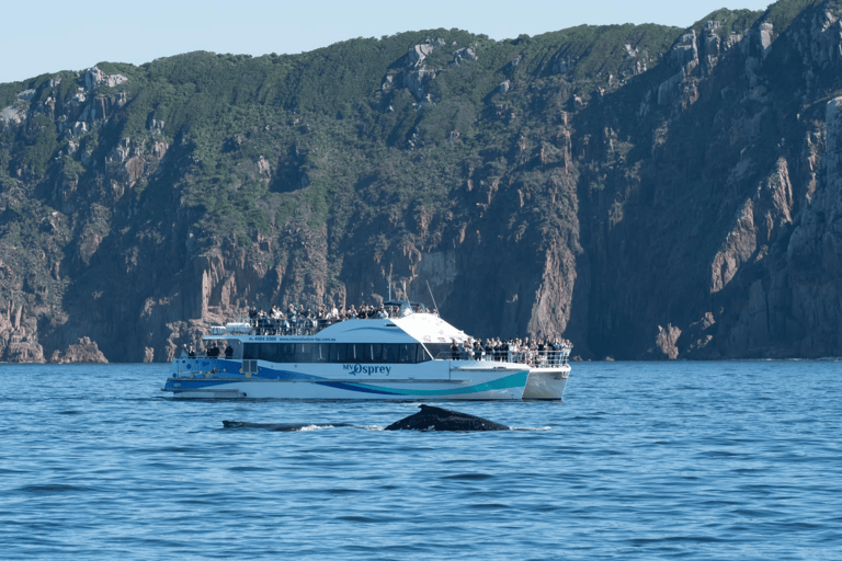 Port Stephens: 2.5-Hour Whale Watching & Outer Island Cruise Whale Watching Cruise