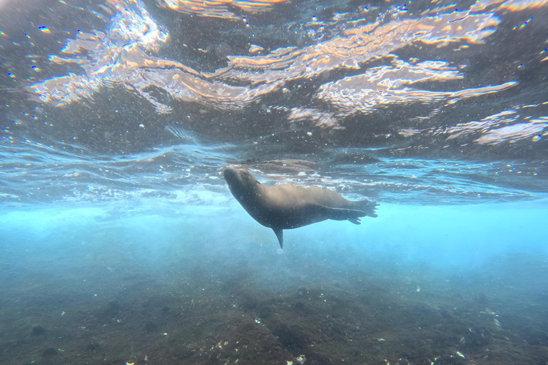 VISIT PINZON ISLAND BY YACHT /SNORKELING GALAPAGOS DAY TOUR