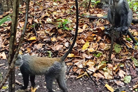 Zanzibar: Jozani Forest & Salaam Cave Sea Turtles Swim Tour Option Without Hotel Transfers