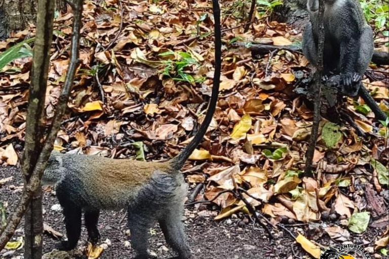 Zanzibar: Jozani Forest & Salaam Cave Sea Turtles Swim Tour Option Without Hotel Transfers