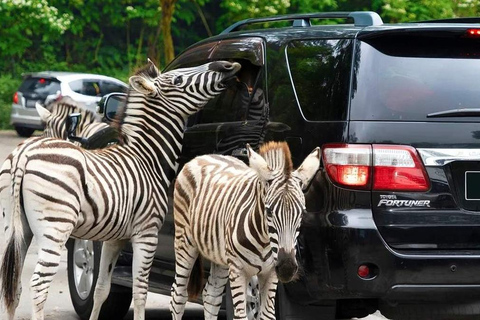 From Jakarta: Indonesia Safari & Cilember Waterfall Bogor