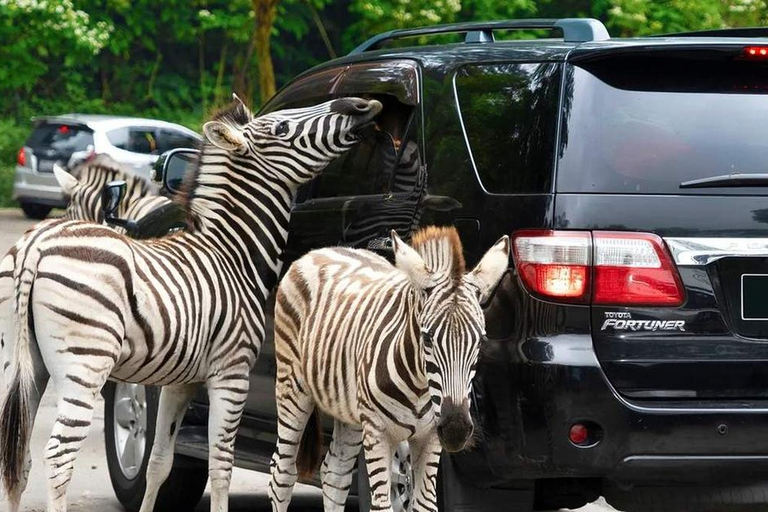 From Jakarta: Indonesia Safari & Cilember Waterfall Bogor