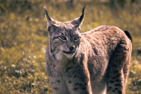 From Berlin: Wildlife Day Trip with Wolves, Lynxes & Otters
