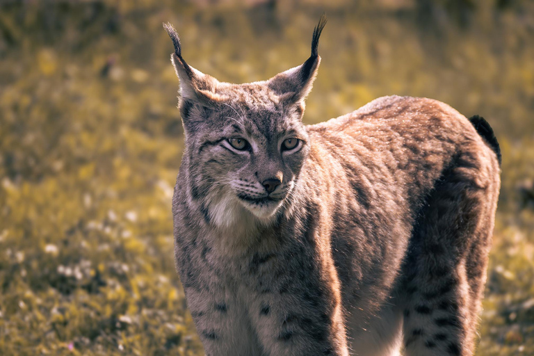 From Berlin: Wildlife Day Trip with Wolves, Lynxes & Otters