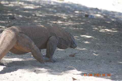 Labuan Bajo: Flores Island & Komodo National Park Tour