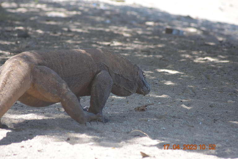 Labuan Bajo: Flores Island & Komodo National Park Tour